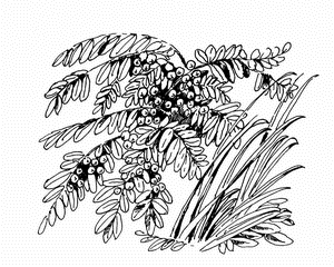 Кладовая солнца. Рассказы о природе - i_014.png