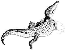 Энциклопедия животных - i_009.png