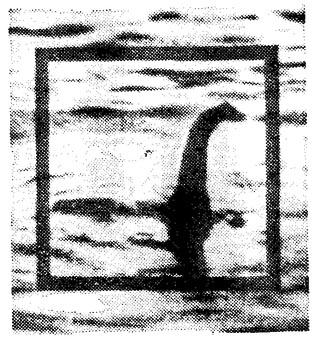 Динозавра ищите в глубинах - image02.jpg