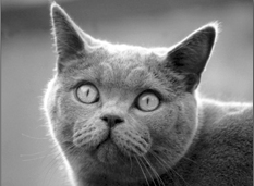 Британские короткошерстные кошки - i_007.png