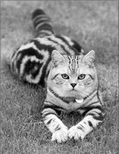 Британские короткошерстные кошки - i_009.png