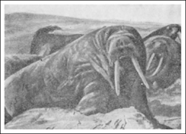 «Фрам» в полярном море - i_084.png