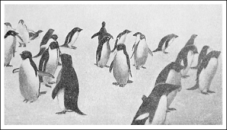 Северный полюс. Южный полюс - i_073.png