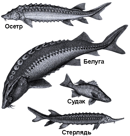 По морям вокруг Земли. Детская морская энциклопедия. Часть II - i_046.png