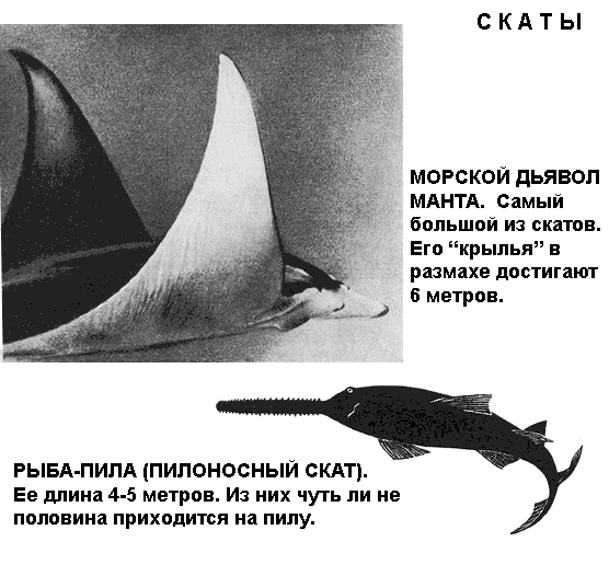 По морям вокруг Земли. Детская морская энциклопедия. Часть II - i_072.png