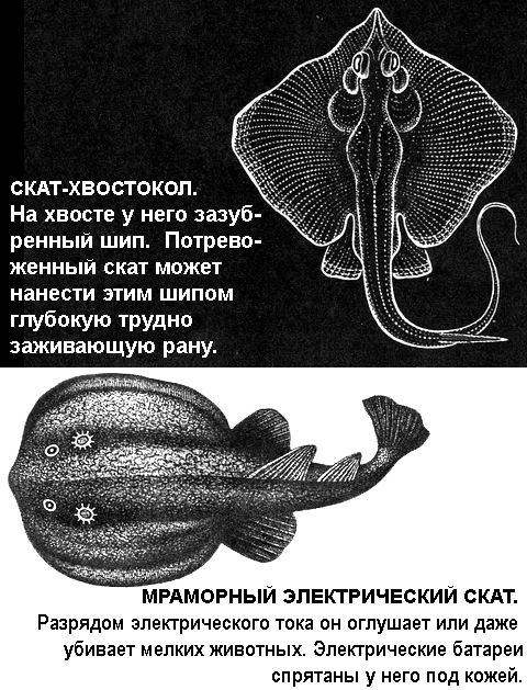 По морям вокруг Земли. Детская морская энциклопедия. Часть II - i_074.png