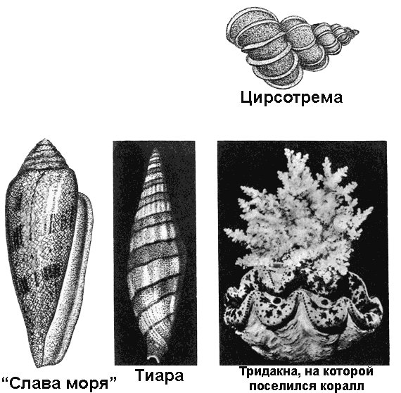 По морям вокруг Земли. Детская морская энциклопедия. Часть II - i_081.png