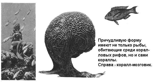 По морям вокруг Земли. Детская морская энциклопедия. Часть II - i_082.png