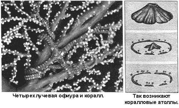 По морям вокруг Земли. Детская морская энциклопедия. Часть II - i_083.png