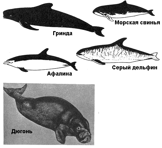 По морям вокруг Земли. Детская морская энциклопедия. Часть II - i_101.png