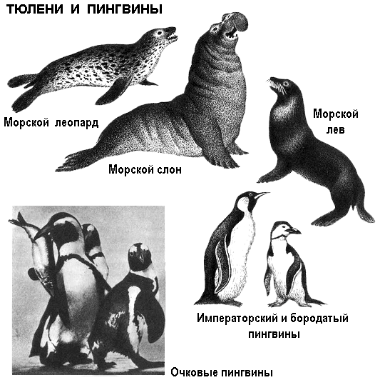 По морям вокруг Земли. Детская морская энциклопедия. Часть II - i_112.png