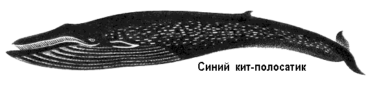 По морям вокруг Земли. Детская морская энциклопедия. Часть II - i_113.png