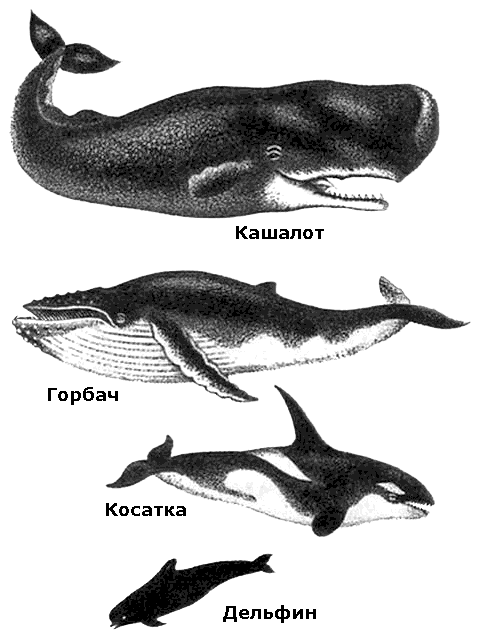 По морям вокруг Земли. Детская морская энциклопедия. Часть II - i_114.png