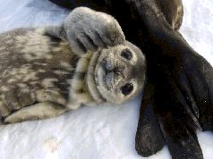 Записки переворачивателя пингвинов (СИ) - pic_13.jpg