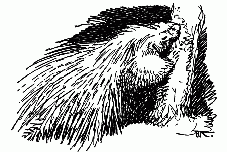 Встречи с животными - img_34.png