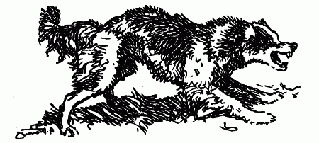 Встречи с животными - img_126.png