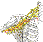 Йога - Plexusbrachialis.png