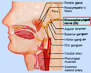 Йога - glossopharyngealnerve.png