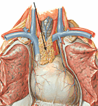 Йога - thymus.png