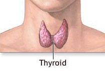 Йога - thyroid.png