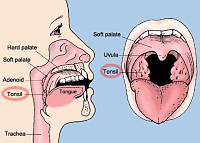 Йога - tonsil.png
