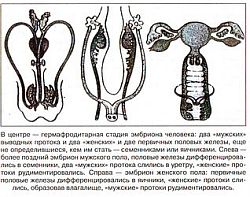 Антропологический детектив. Боги, люди, обезьяны... - i_051.jpg