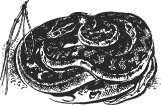 Зоопарк в моем багаже - ZooinMyLuggage_009_IMGX.png