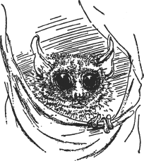 Зоопарк в моем багаже - ZooinMyLuggage_014_IMGX.png