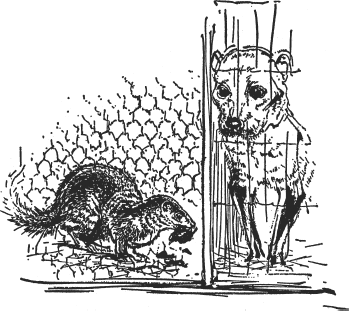 Зоопарк в моем багаже - ZooinMyLuggage_017_IMGX.png