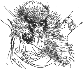 Зоопарк в моем багаже - ZooinMyLuggage_023_IMGX.png