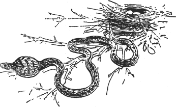 Зоопарк в моем багаже - ZooinMyLuggage_028_IMGX.png