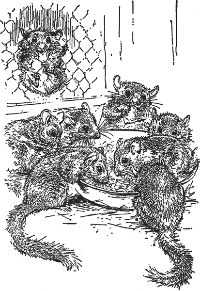 Зоопарк в моем багаже - ZooinMyLuggage_037_IMGX.png