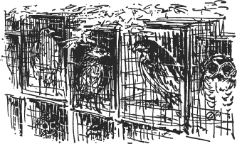 Зоопарк в моем багаже - ZooinMyLuggage_041_IMGX.png