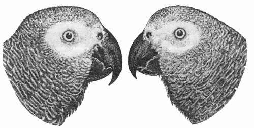 Серый попугай жако - i_002.jpg