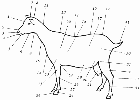 Болезни овец и коз - i_004.png