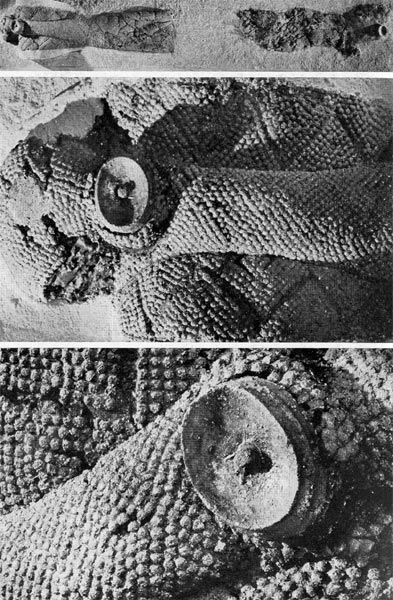 Кельтская цивилизация и её наследие - st000_54.jpg