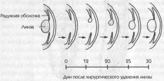 Новая наука о жизни - i_003.jpg