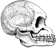 После человека. Зоология будущего - pic_37.png