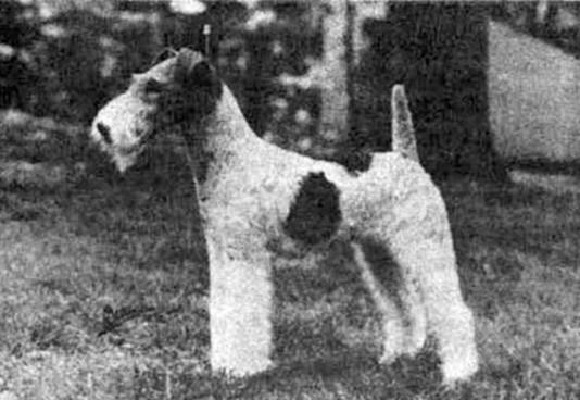 Психология собаки. Основы дрессировки собак - i_021.jpg