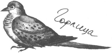 Книга птиц Восточной Африки - i_022.jpg