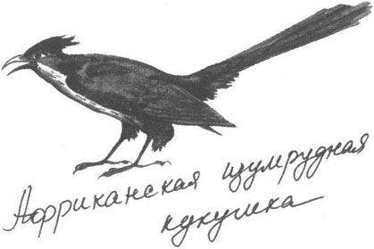 Книга птиц Восточной Африки - i_028.jpg