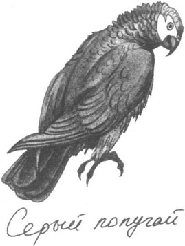 Книга птиц Восточной Африки - i_033.jpg