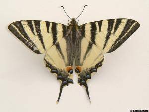 Papillon - pic_4.jpg