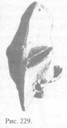 Сошедшие с небес и сотворившие людей - img_238.jpeg