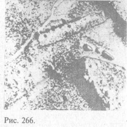 Сошедшие с небес и сотворившие людей - img_274.jpeg