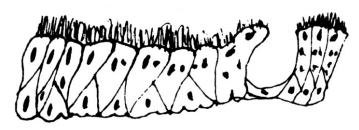 Человек, который принял жену за шляпу, и другие истории из врачебной практики - i_015.png