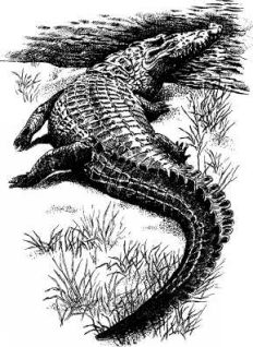 Там, где бродили львы (с иллюстрациями) - pic39.jpg