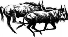 Там, где бродили львы (с иллюстрациями) - pic60.jpg