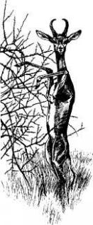 Там, где бродили львы (с иллюстрациями) - pic64.jpg