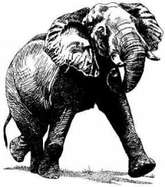 Там, где бродили львы (с иллюстрациями) - pic89.jpg